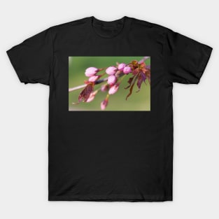 Cherry Tree Buds T-Shirt